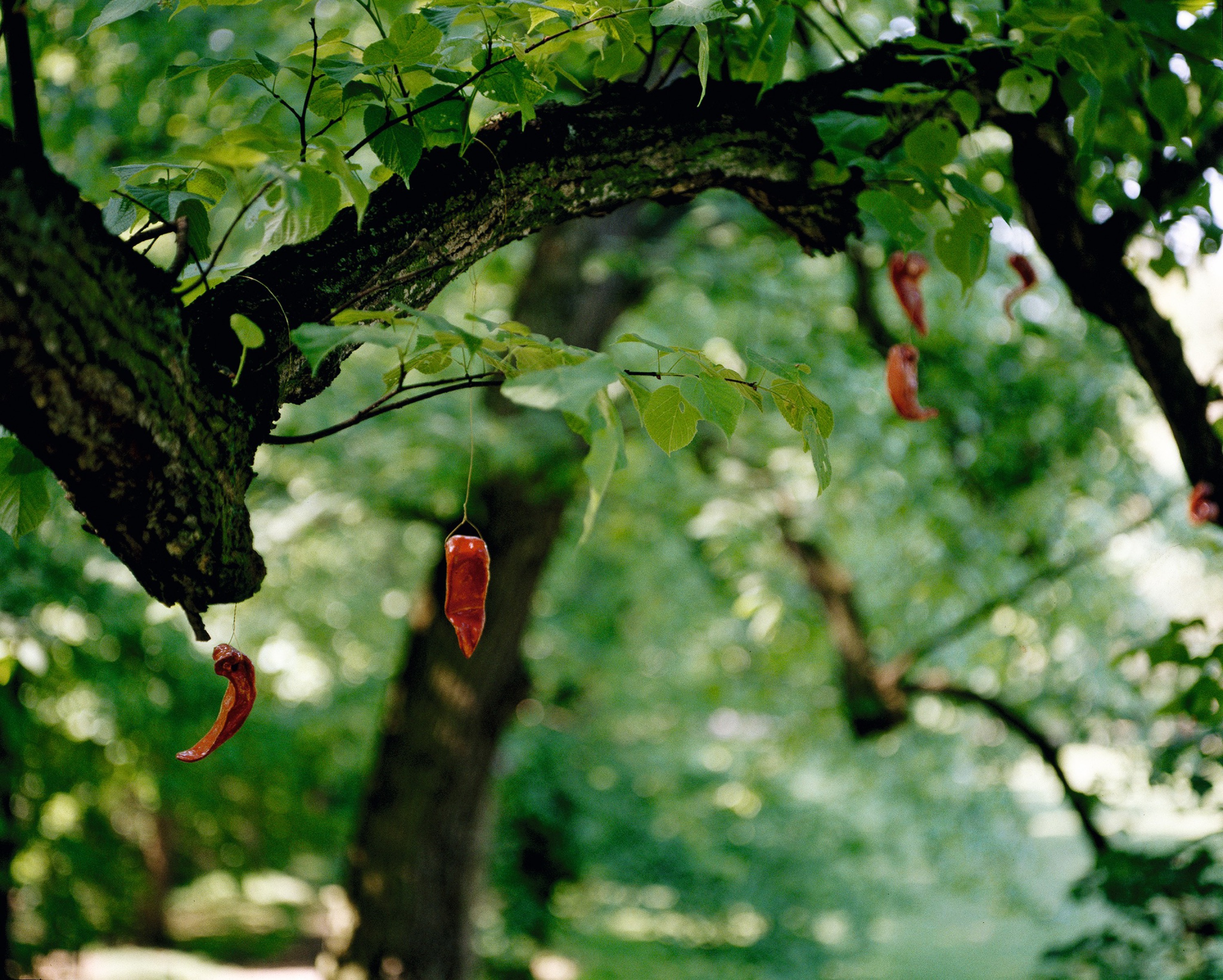Thomas Schütte, Tausend Zungen , 1993, geglazuurde keramiek, draad, permanente installatie in Middelheimmuseum. – Foto Kristien Daem