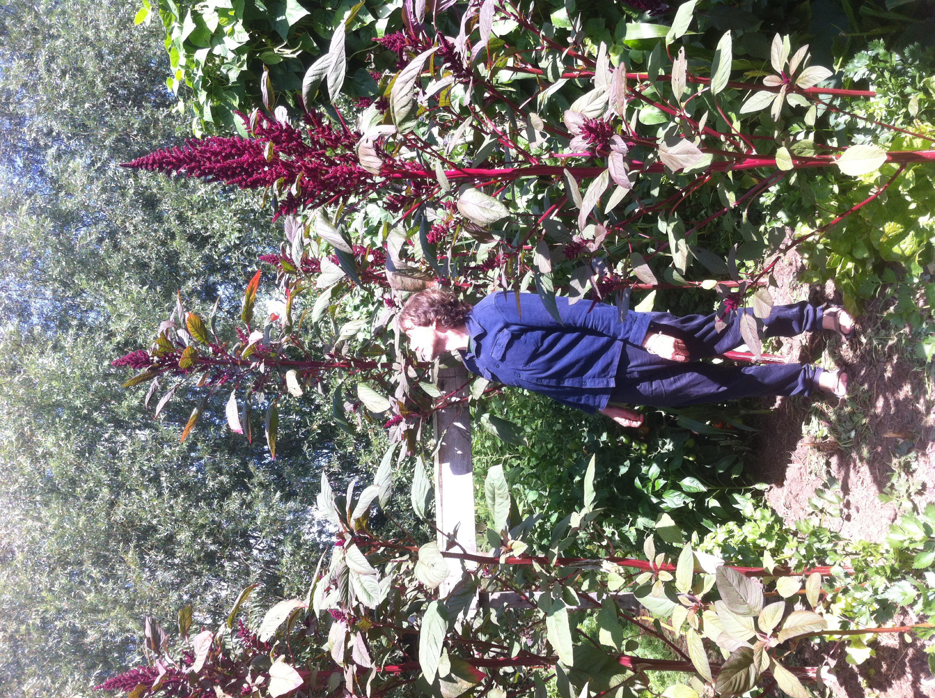 Kobe met Amarant in Gilbert en Josine’s Jardin Des Fraternités Ouvrières, Moeskroen, juli 2017, foto Livia Cahn