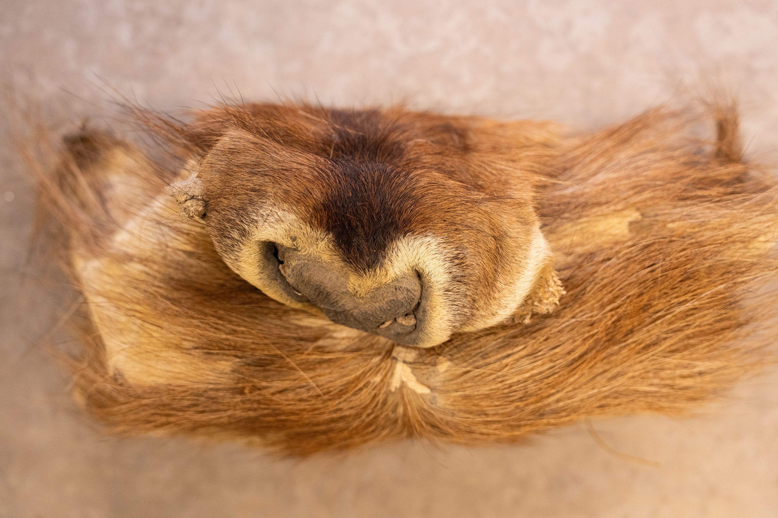 Mostafa Saifi Rahmouni, Inspiration , 2024, digitale print op papier, hout, beton, 105 x 155 x 5 cm, courtesy de kunstenaar