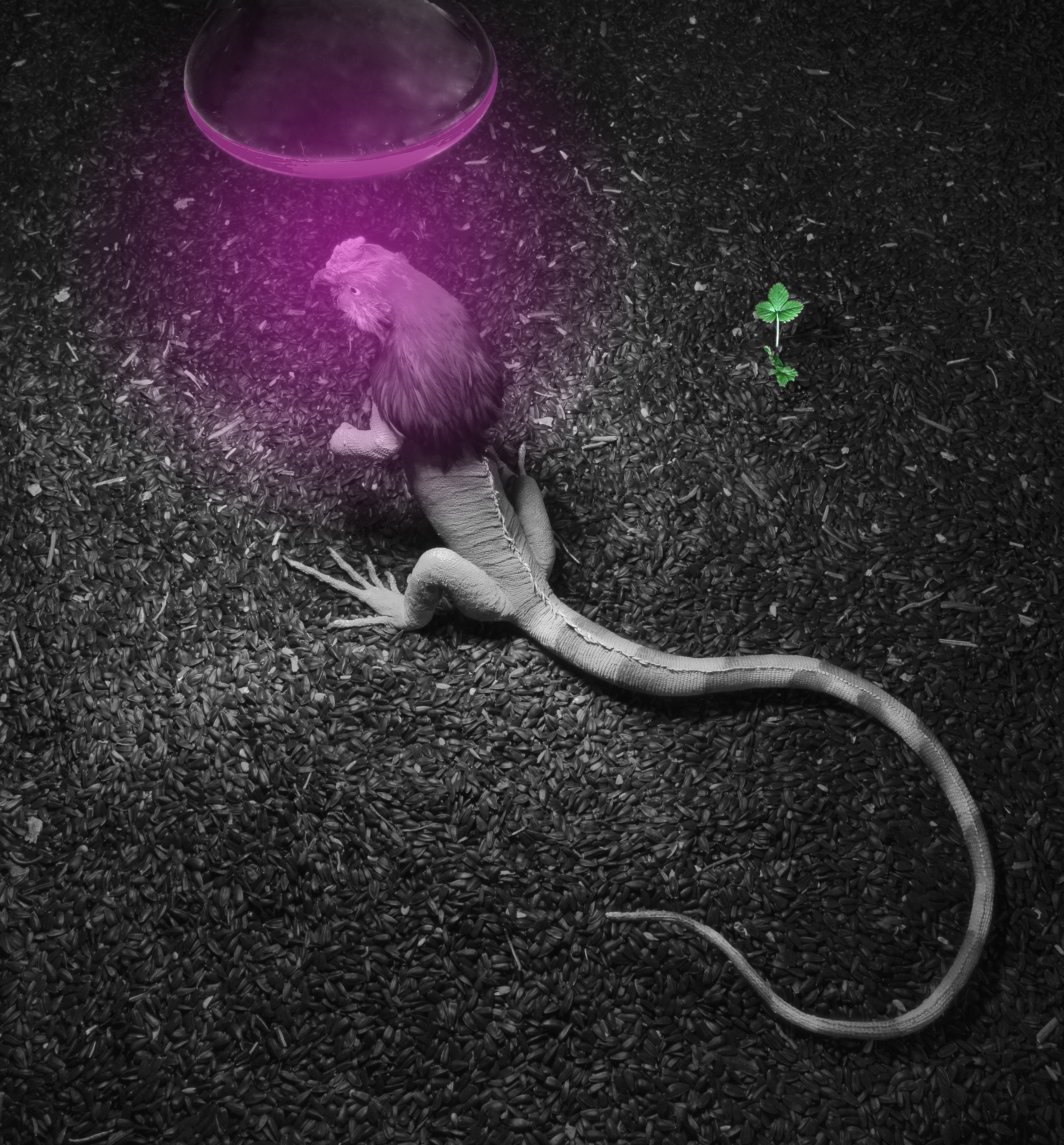 Tentoonstellingsaffiche Couveuse , © Koen Vanmechelen, 2022, foto Pieter Simons