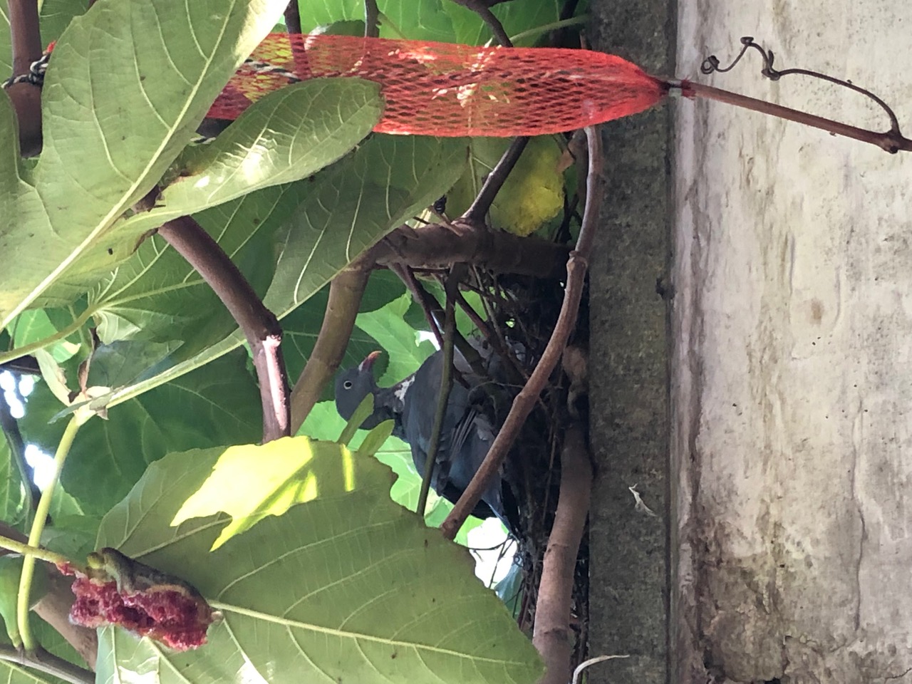 Foto Barbara De Coninck