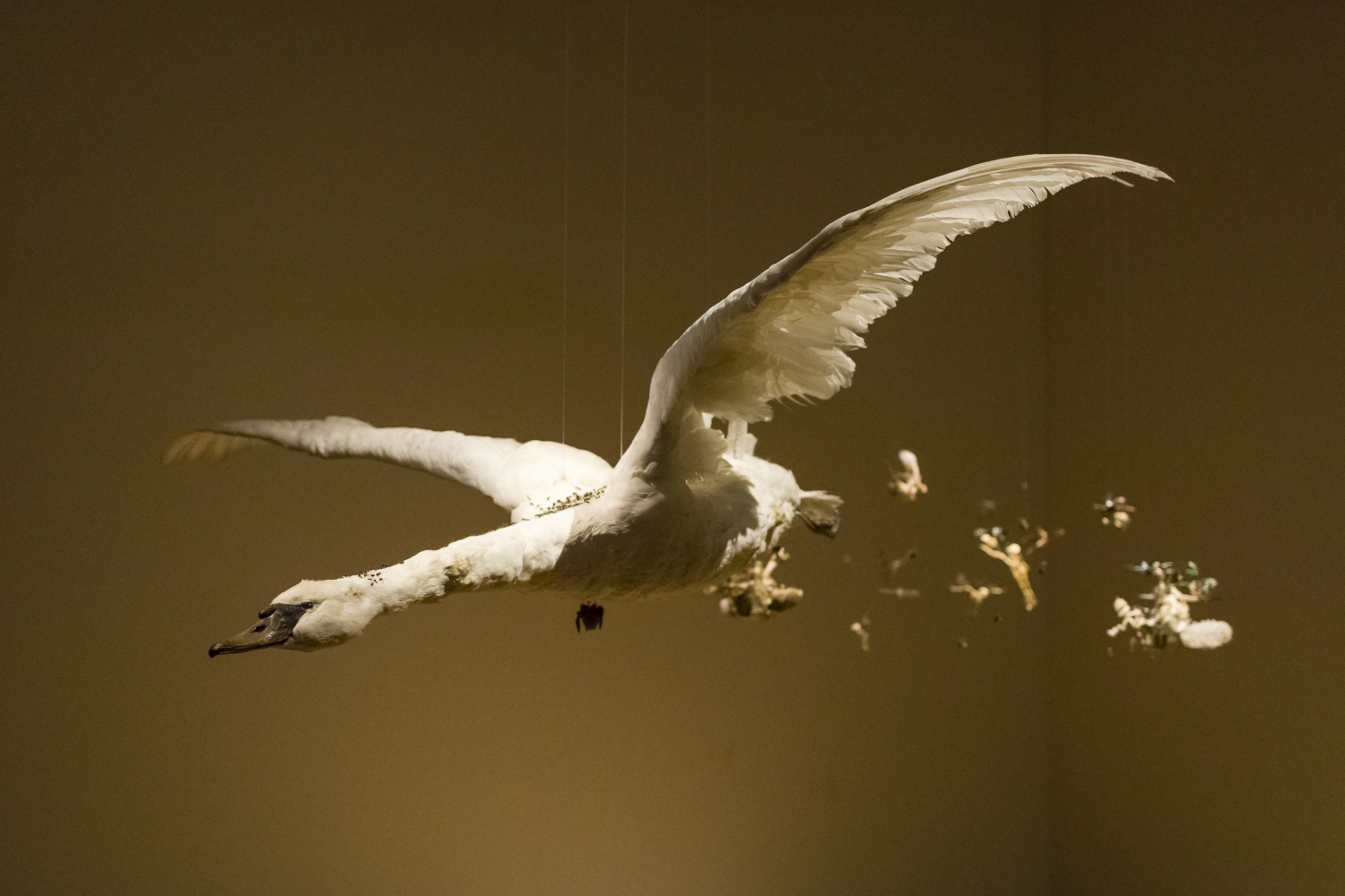 ‘Encounters/ontmoetingen’, tentoonstellingszicht MAS, 2017 met Tessa Farmer, ‘The Coming of the Fairies’ (2011), een opgezette zwaan, botten, insecten, spinachtigen, wormschelpen, venusmandjes en plantenwortels © Yourt