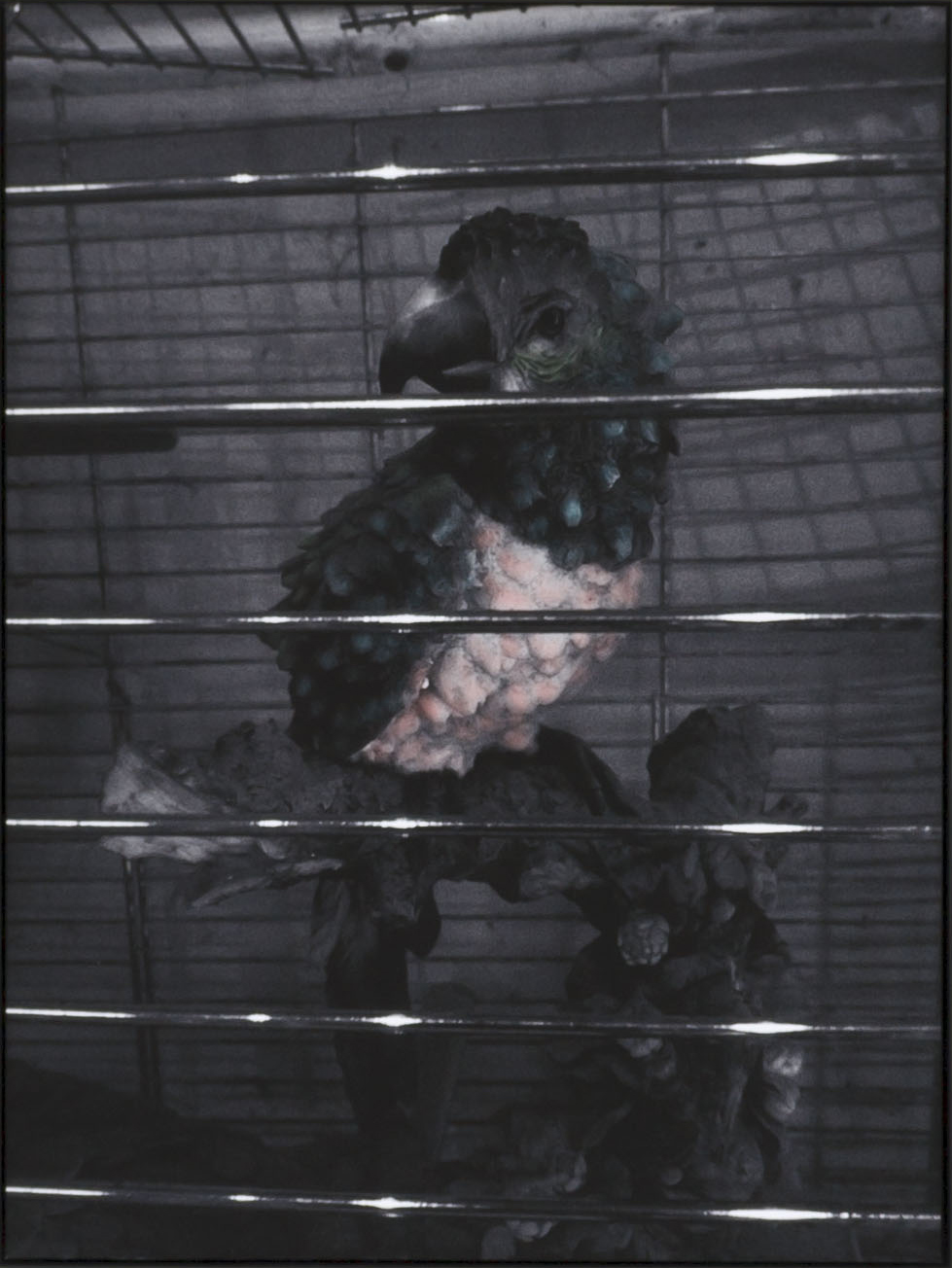 Evelien Gysen, Citizen of the Sky , print op Epson bright white 310 gr, dibond met kader, 30x40 cm, oplage 2 – Alle rechten voorbehouden