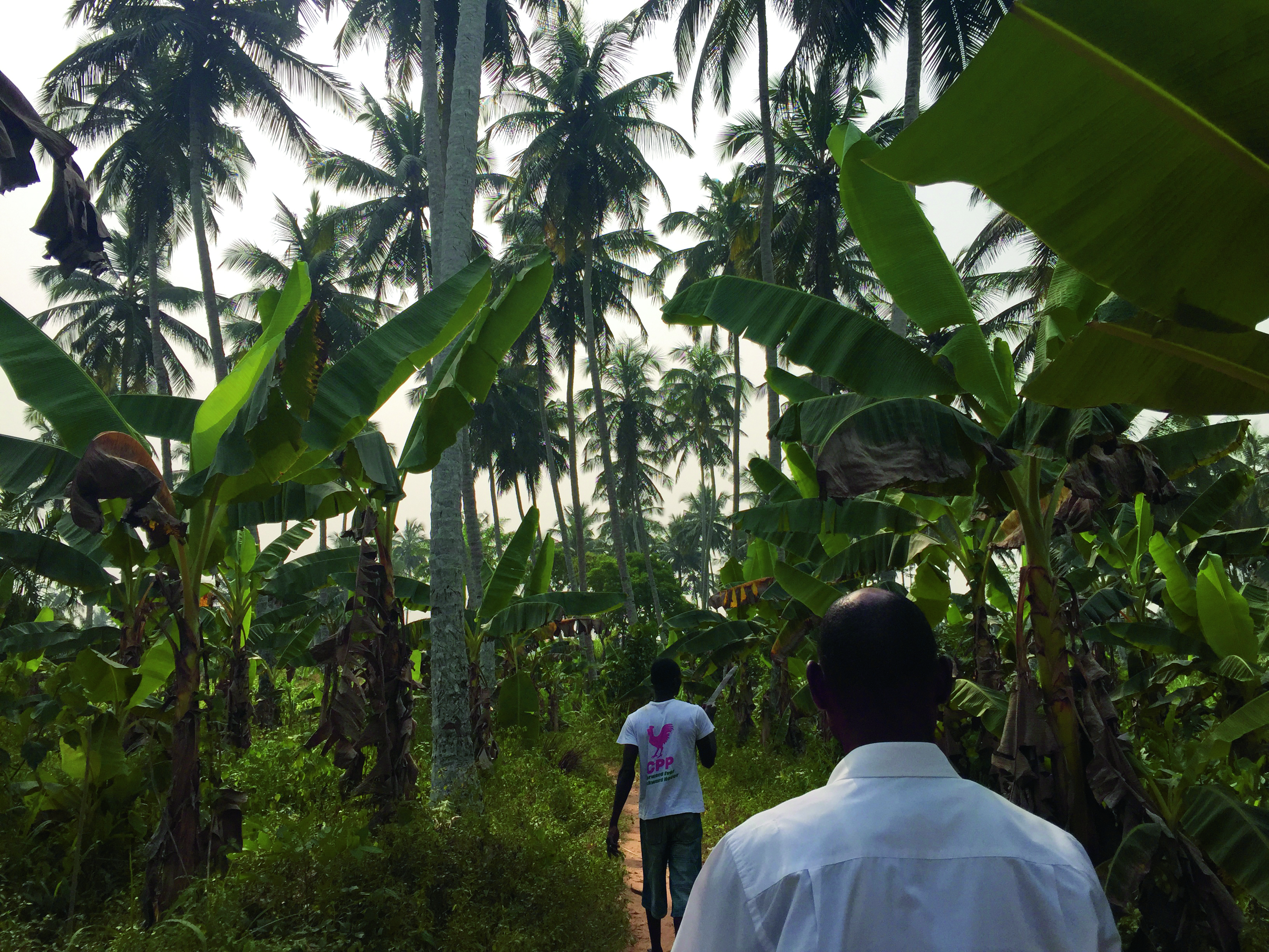 Mae-ling Lokko, kokosnotenplantage, foto Mae-ling Lokko