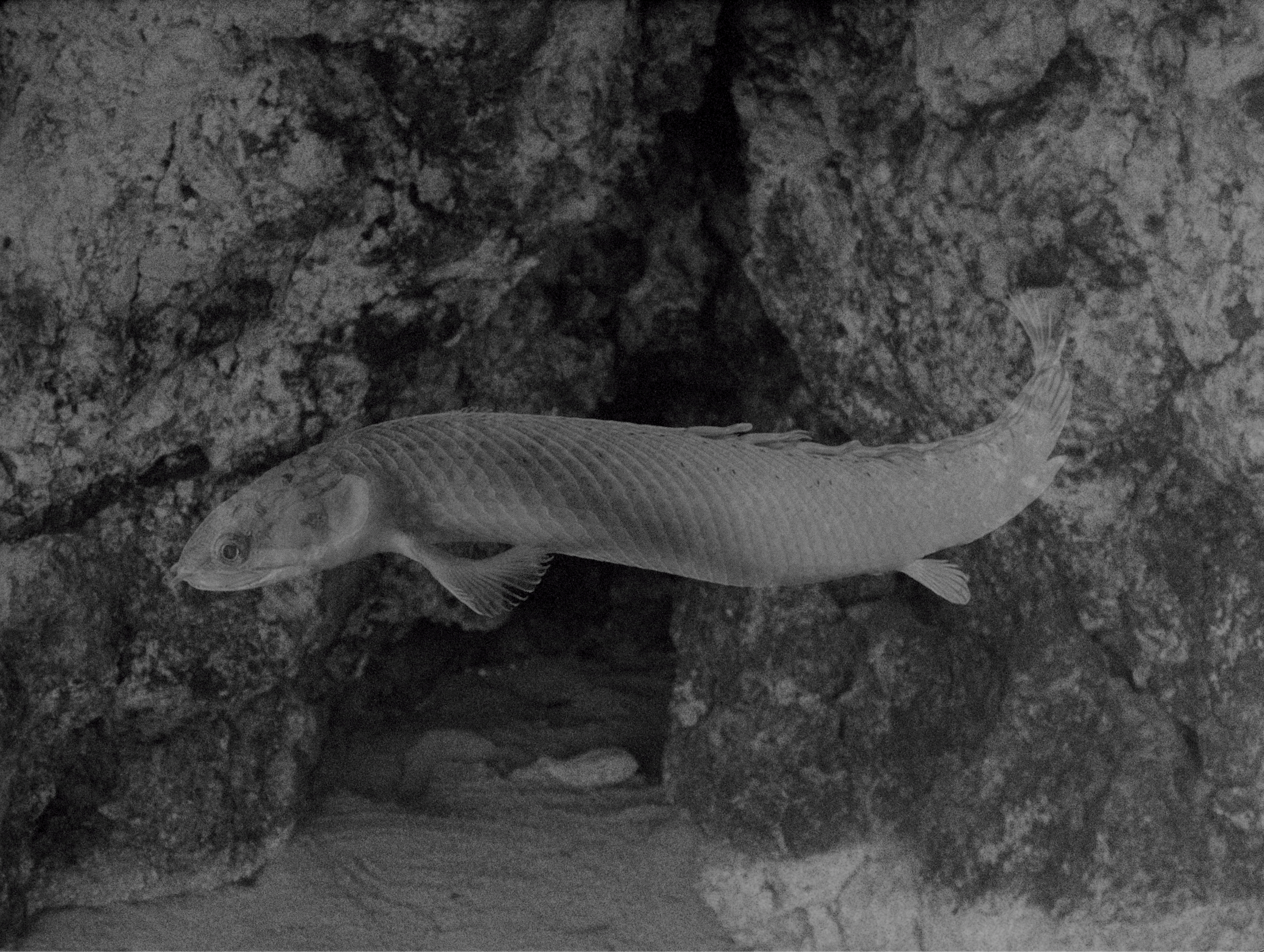 Beatriz Santiago Muñoz, Bird, Eat, Me , 2023, audiovisual installation, 16 mm film, 3 films (black and white, colour and sound); drawings, 8 min 32 sec, commissioned by TBA21 Thyssen-Bornemisza Art Contemporary, courtesy the artist