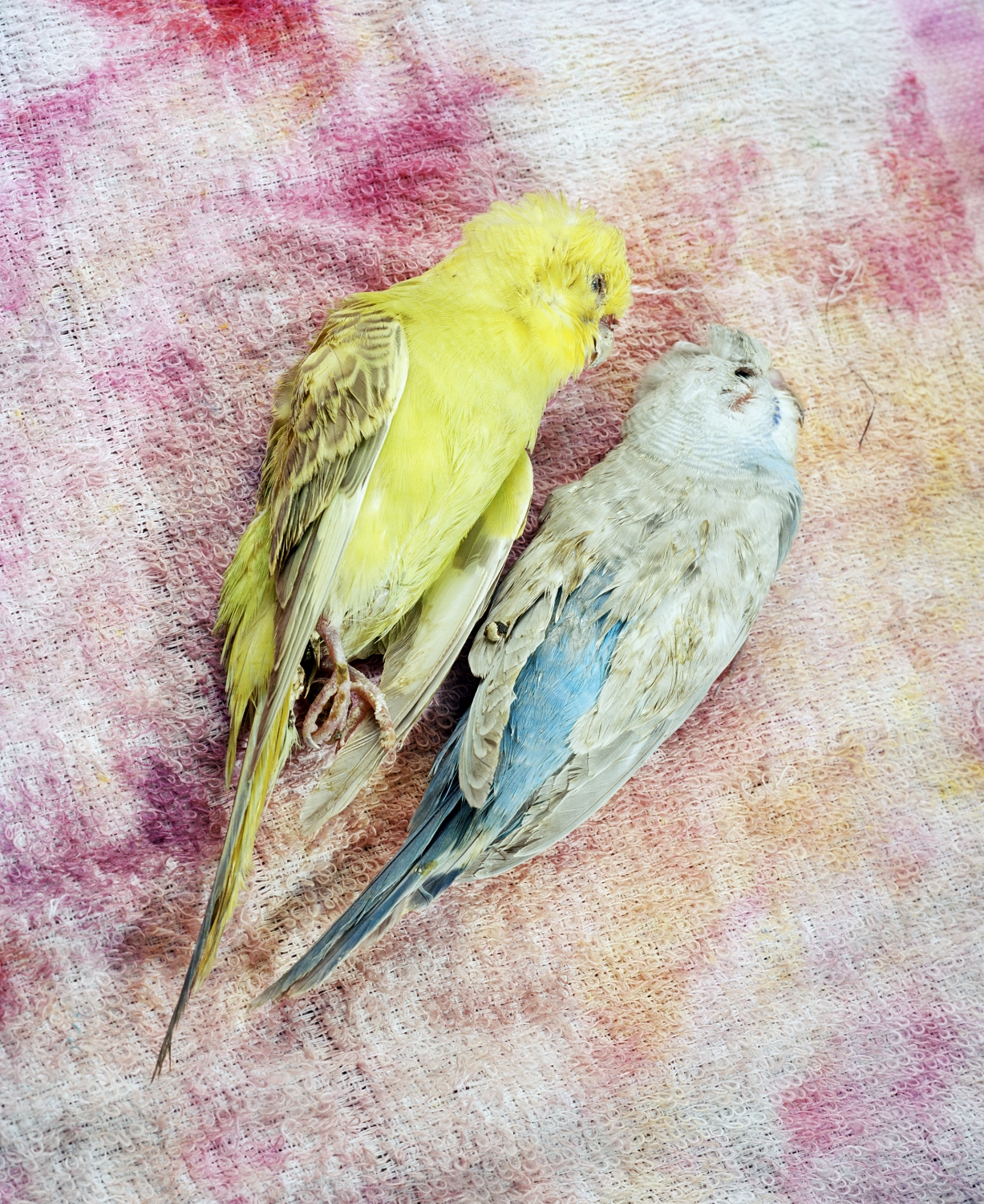 Max Pinckers, beeld bij tentoonstelling Max Pinckers, Gauthier Oushoorn en Quinten Debruyn