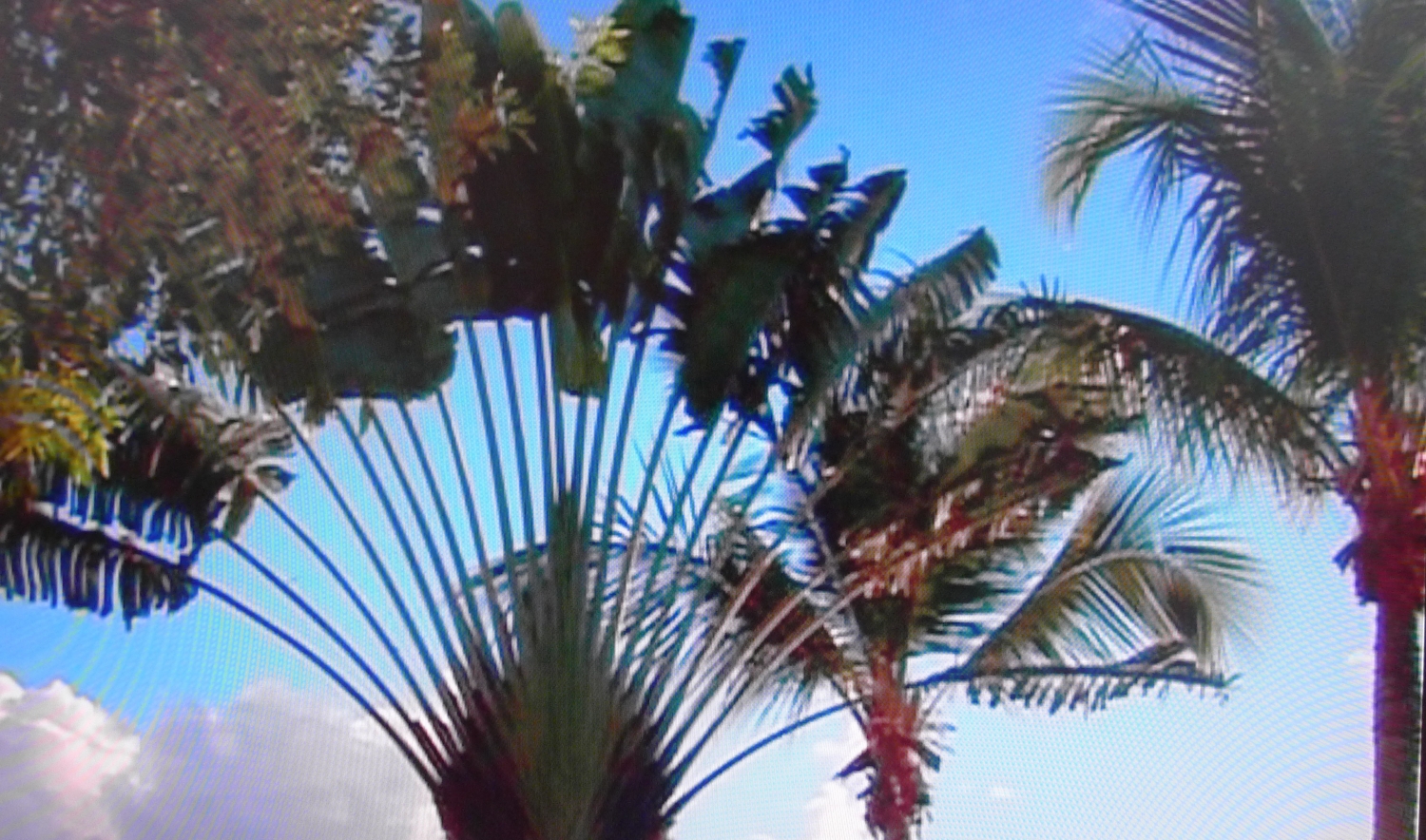 Manthia Diawara, ‘One World in Relation’, 2010, video, kleur, 50’