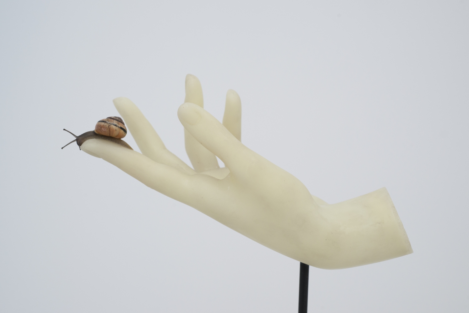 Nicolás Lamas, ‘Hand (détail)’, 2016, 123,6 x 14 x 21,2 cm, escargot, métal et plastique, courtesy Meessen De Clercq, photo Philippe De Gobert