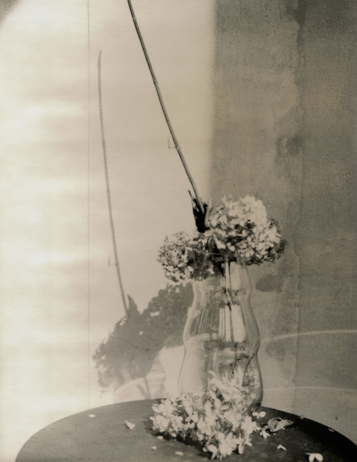 Patrick Robyn, ‘Hydrangea’, 2009, Archival Pigment Print, 28 x 36 cm, courtesy Gallery Fifty One